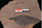 Foto (Detailsansicht) von Quercus palaeoilex Ettingshausen (NHMW-GEO-2024-0188-0874)